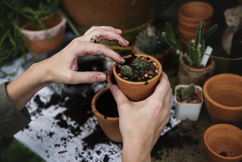 Miniature Garden