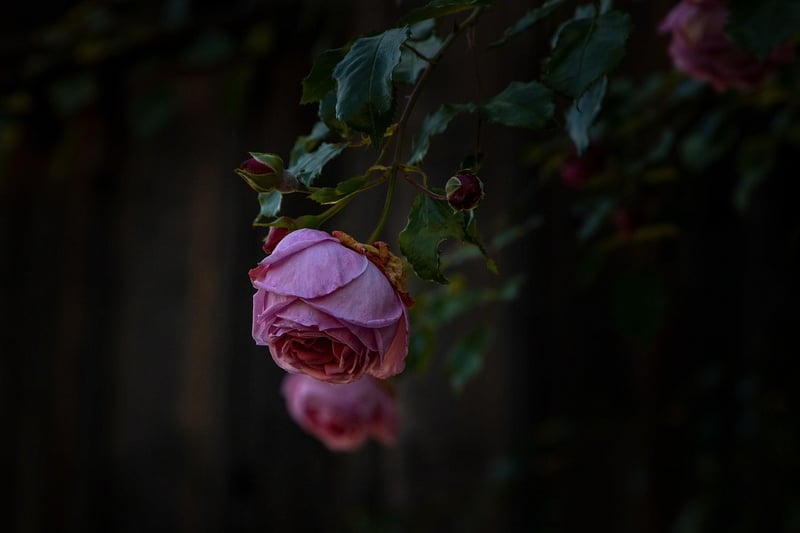 Hanging Garden