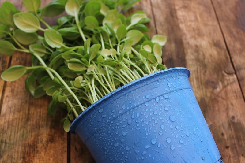 Herb Garden