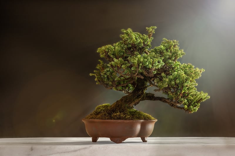 Caring for Houseplants